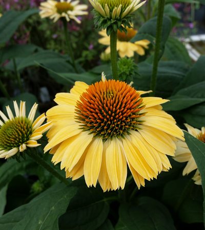Coneflower Praire Pillars™ Aloha